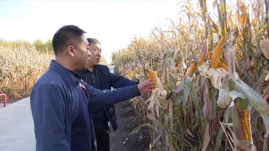 科研人员为培育宜机收玉米品种找到新“钥匙”