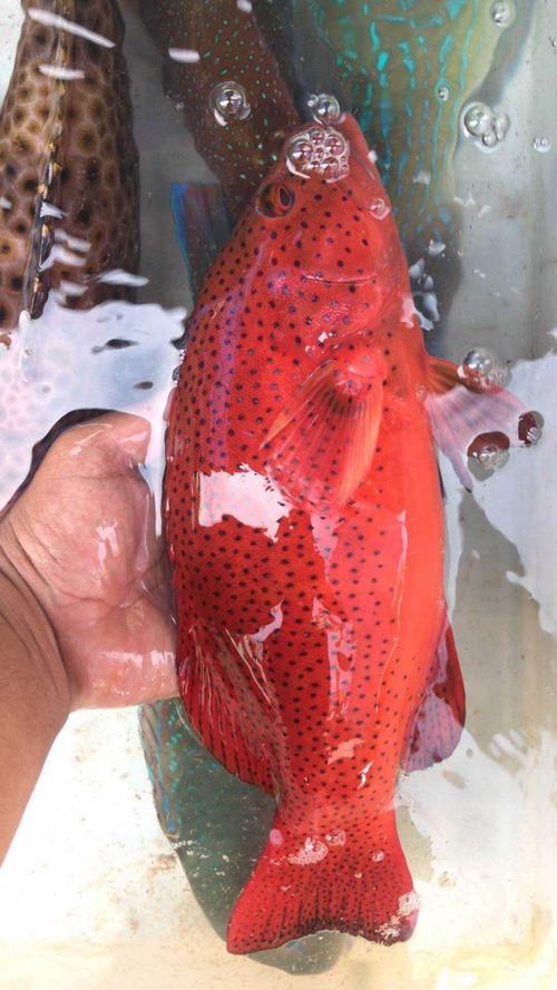 新海南财经观察|海南东星斑走俏年夜饭桌 价格不菲还供不应求