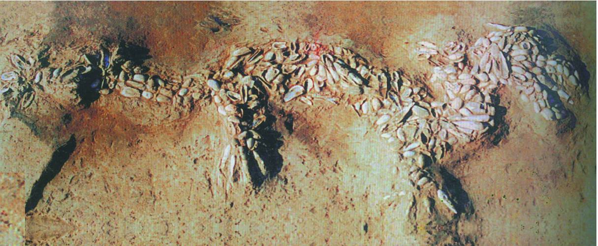 罗马式浴场、距今将近6000年的龙形蚌饰……实证中华文明的多元一体