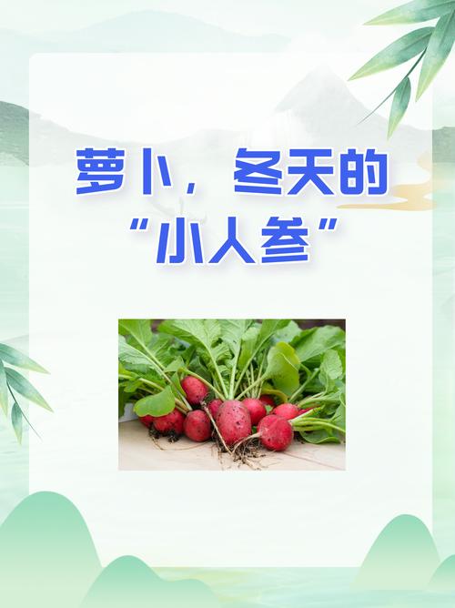 餐桌上的“小人参”!可以养肝明目,增强免疫力!