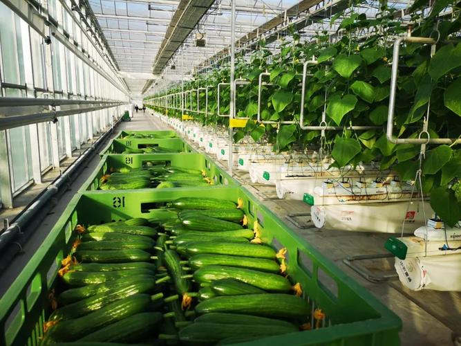 电商助力小农户衔接大市场 订单化种植打通农业生产 “最先一公里”