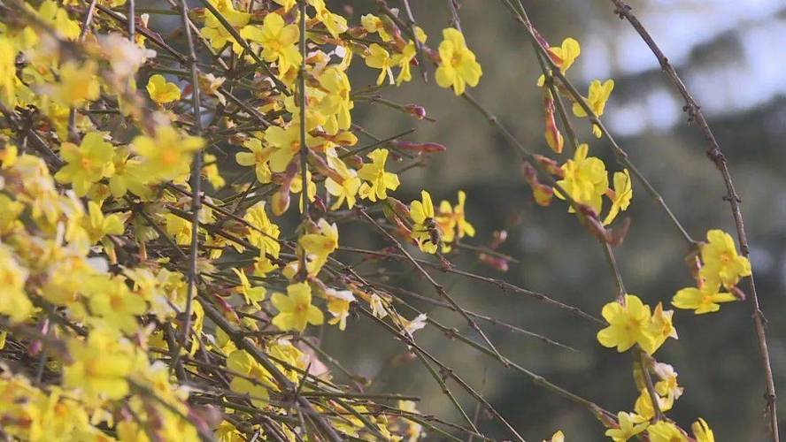 迎春花开了石家庄公交带您去赏花
