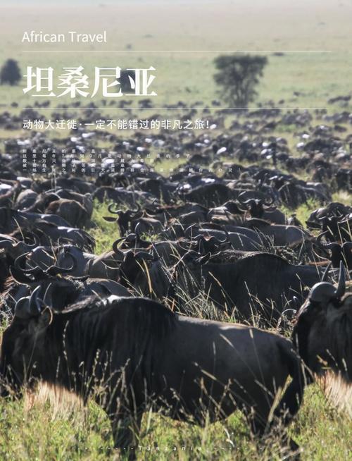 迷上大草原的动物迁徙 非洲游今年急速升温