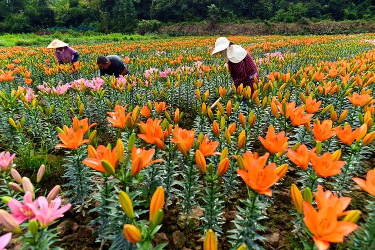 (乡村行·看振兴)江西庐山:金银花产业铺就百姓致富路
