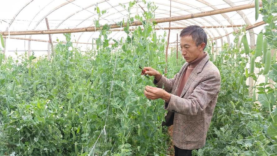 种好都市“菜园子” 鼓起村民钱袋子
