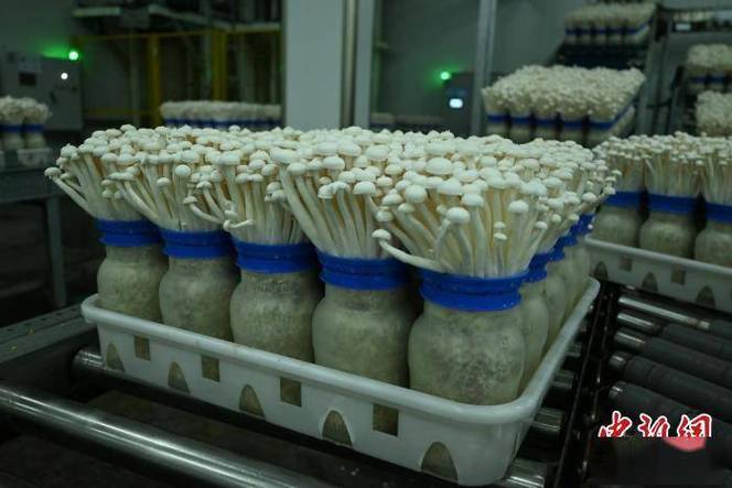 重庆白玉菇受东南亚市场青睐
