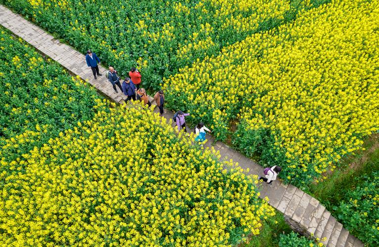 (乡村行·看振兴)贵州黔西丘林村:“赏花经济”让村民吃上“绿色饭”