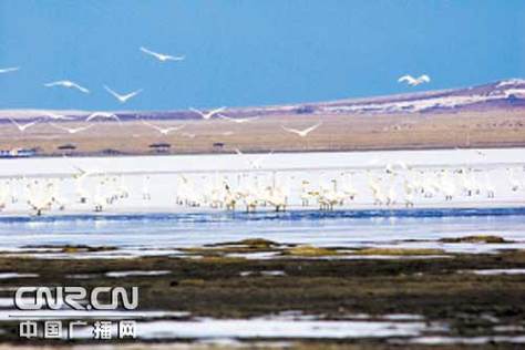 达里诺尔湖畔的“天鹅爸爸”