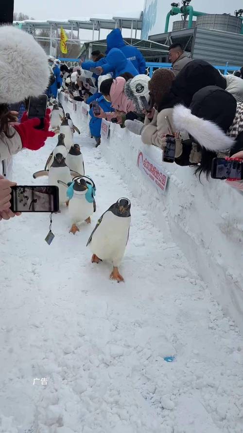 黑龙江哈尔滨:淘学企鹅冰雪大巡游连办80场曝光量破百亿