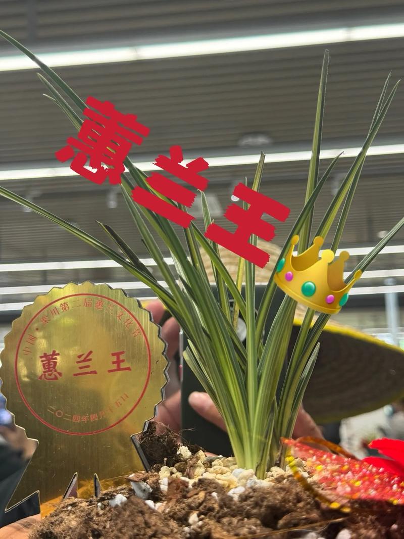 高质量发展调研行丨走进栾川 “豫”见蕙兰 小小兰花如何长成“亿元产业”?