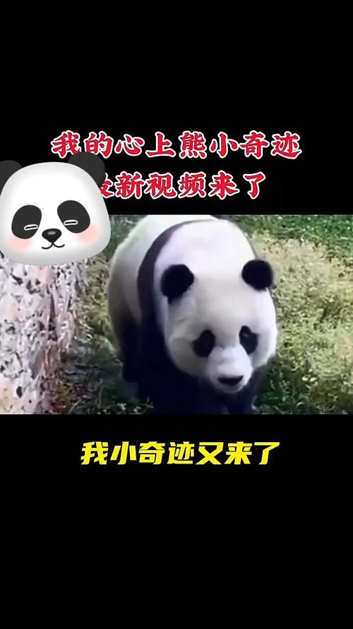 移动互联时代,大熊猫是如何成为“顶流”明星的?