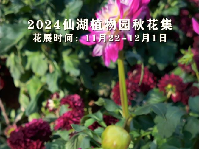 深圳市仙湖植物园“秋花集”拉开帷幕 秋日梦红楼 繁花醉人眼