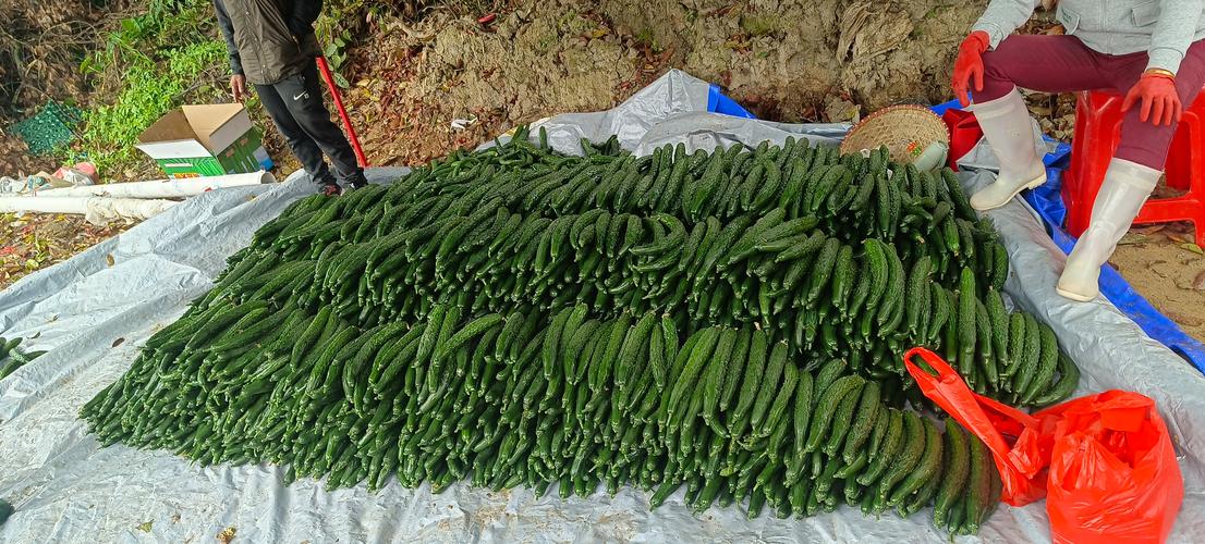 海南全省储备蔬菜万余吨 可保障4天以上需求